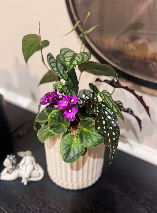 violet